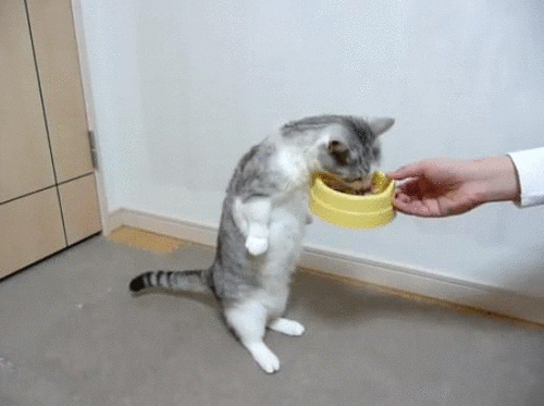Почему кошка много ест