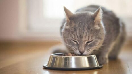 Почему кошка много ест