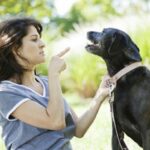 Почему собака не выполняет команды?