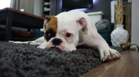 Почему собака пахнет псиной?