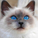 porody-koshek-s-golubymi-glazami-7fc7de7.jpg