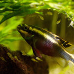 Миниатюра к 