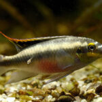 Миниатюра к 