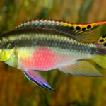 Миниатюра к 