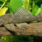 Миниатюра к http://rybki-ancistrusy-1d23664.jpg