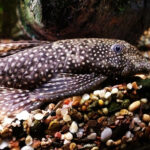 Миниатюра к 