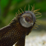 Миниатюра к 