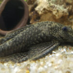 Миниатюра к 