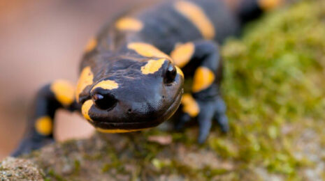 salamandra-a05b96f.jpg