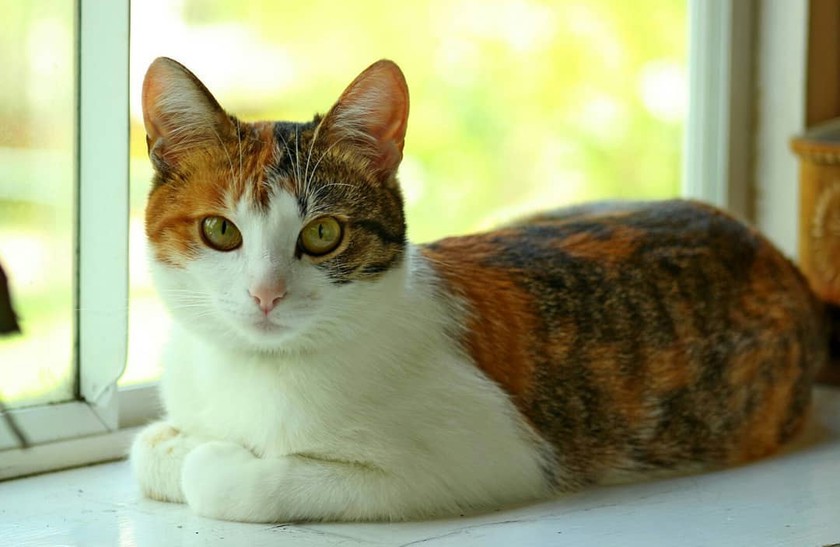 Эгейская кошка