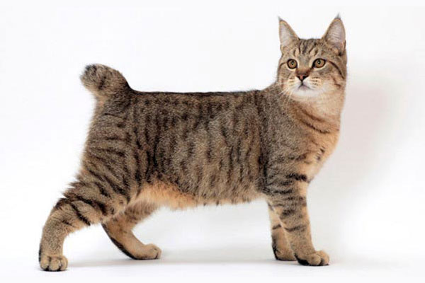 Короткохвостый эльф