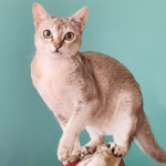 Миниатюра к