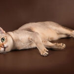 Миниатюра к