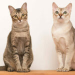 Миниатюра к http://singapurskaja-koshka-af33f70.jpg