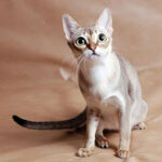 Миниатюра к