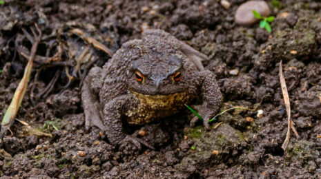 zemljanaja-zhaba-6eaf7cb.jpg