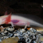 Миниатюра к 