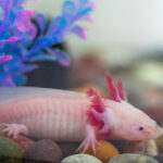 Миниатюра к 