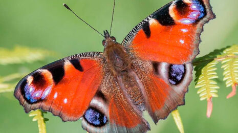 babochka-pavlinij-glaz-e871878.jpg
