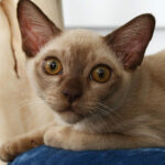 Миниатюра к