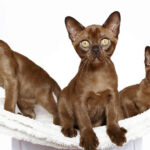 Миниатюра к