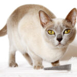 Миниатюра к