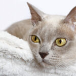 Миниатюра к