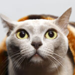 Миниатюра к