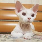 Миниатюра к