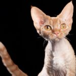 Миниатюра к