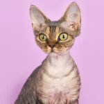 Миниатюра к