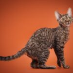 Миниатюра к