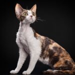 Миниатюра к