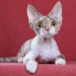 Миниатюра к