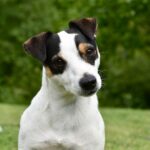 Миниатюра к 