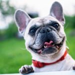 Миниатюра к