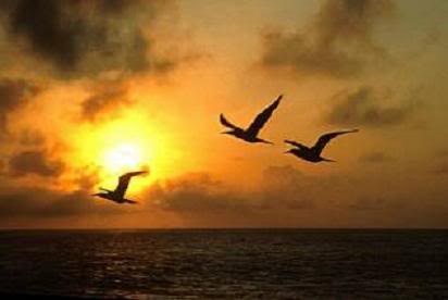 Где у птицы компас?