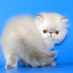 Миниатюра к