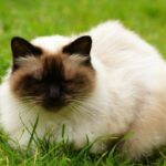 Миниатюра к http://gimalajskaja-koshka-be2a421.jpg