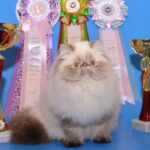 Миниатюра к