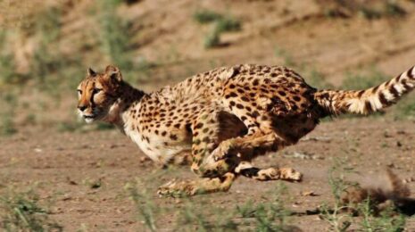 interesnye-fakty-o-gepardah-386917a.jpg
