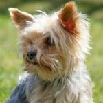 Миниатюра к http://jorkshirskij-terer-sobaka-8676d23.jpg