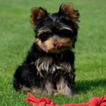 Миниатюра к 