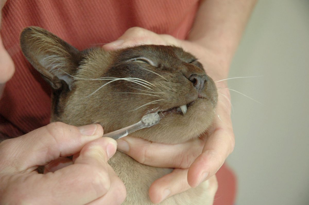 Как чистить зубы кошке? Как чистить зубы кошке?