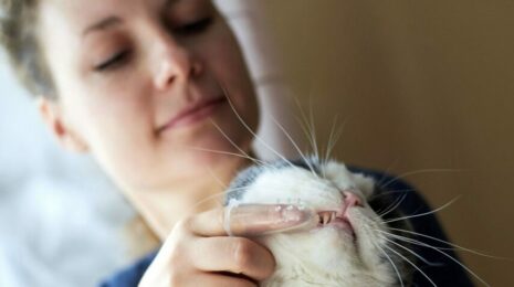 Как чистить зубы кошке?