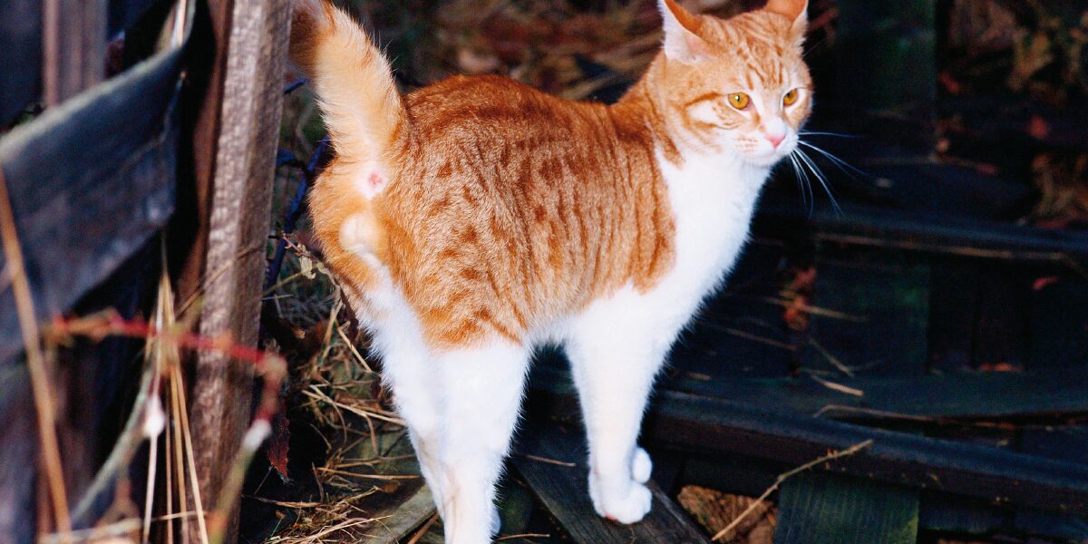 Питомцы оставляют маленькие порции мочи, принимая при этом типичную позу Питомцы оставляют маленькие порции мочи, принимая при этом типичную позу