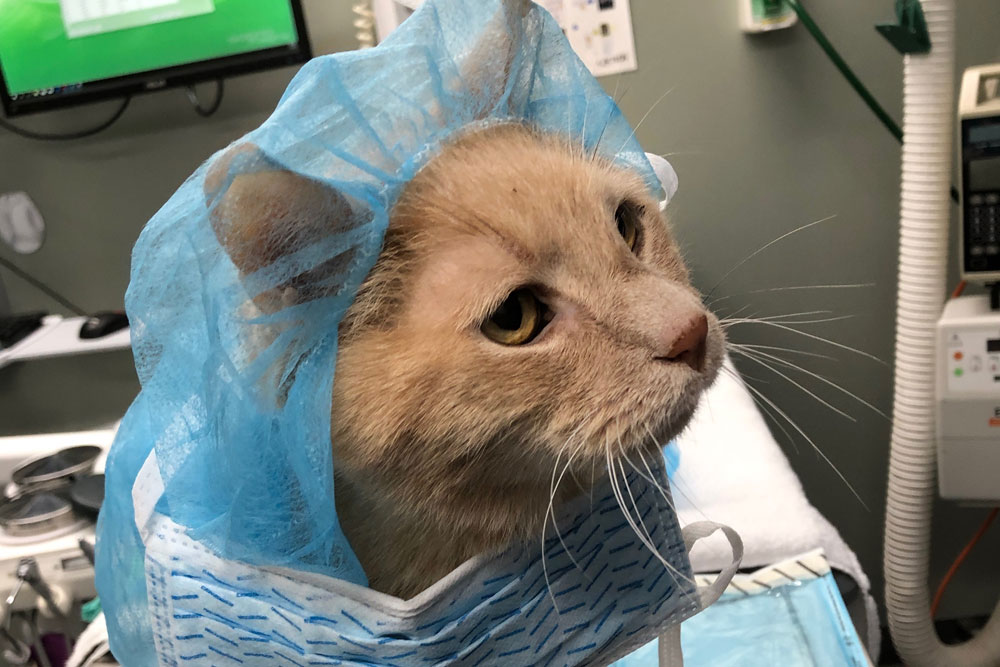 Использование хирургической одежды позволяет избежать гипотермии. Использование хирургической одежды позволяет избежать гипотермии.