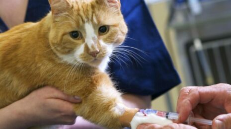 Как кошка отходит от наркоза