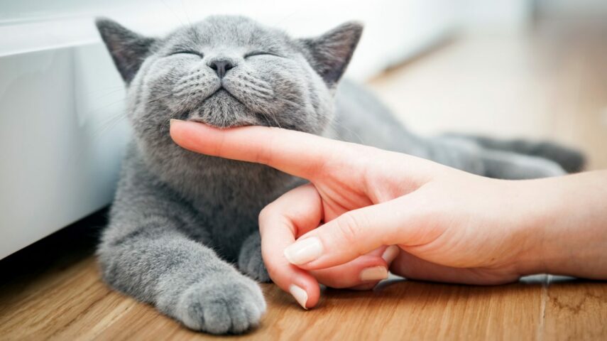 Как кошка узнает своего хозяина?