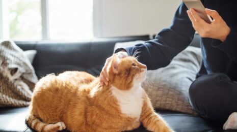 Как кошка влияет на человека